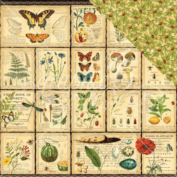 Graphic 45 12 x 12 Nature Sketchbook - Diary of a Botanist